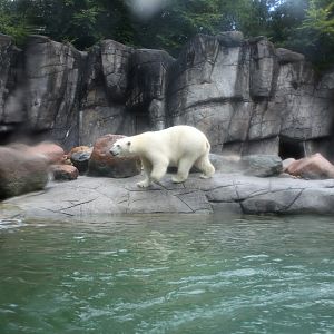 Aalborg Zoo - Polar Bear Exhibit