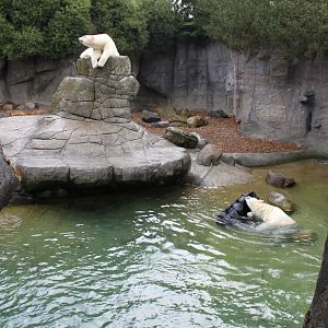Aalborg Zoo - Polar Bear Exhibit