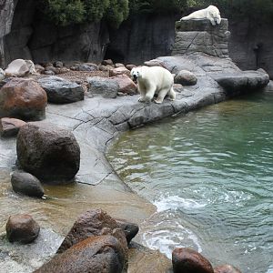 Aalborg Zoo - Polar Bear Exhibit
