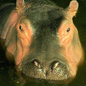 Hippopotamus; Whipsnade; 9th March 2013