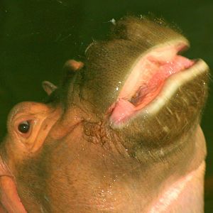 Hippopotamus; Whipsnade; 9th March 2013