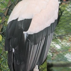 king vulture adult