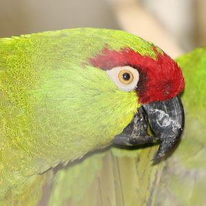 thick-billed parrot