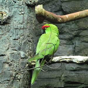 Thick-billed Parrot