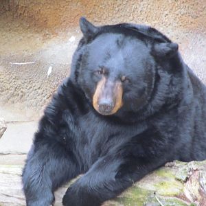 Black Bear