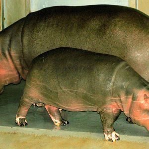 Hippopotamus; Whipsnade; 9th March 2013