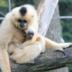 golden-cheeked gibbon with baby