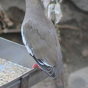 white-winged dove