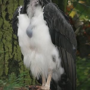 king vulture juvenile