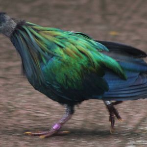 nicobar pigeon