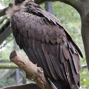 european black vulture