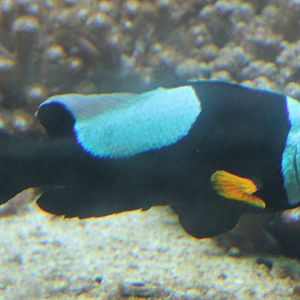 Nemo ? ( ID needed )