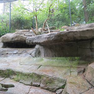 Asian Forest - Snow Leopard Exhibit