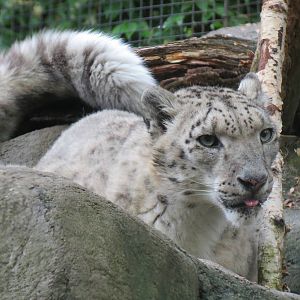 Asian Forest - Snow Leopard