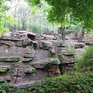 Asian Forest - Amur Tiger Exhibit