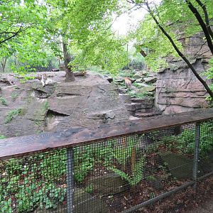 Asian Forest - Amur Tiger Exhibit