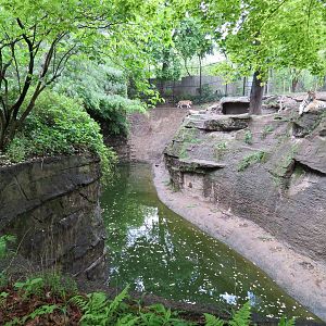 Asian Forest - Amur Tiger Exhibit