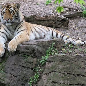 Asian Forest - Amur Tiger