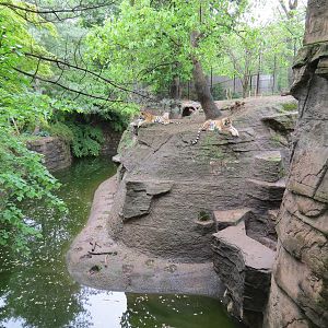Asian Forest - Amur Tiger Exhibit