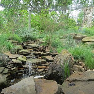 Asian Forest - Amur Leopard Exhibit