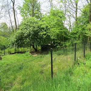 Asian Forest - Reeve's Muntjac Exhibit