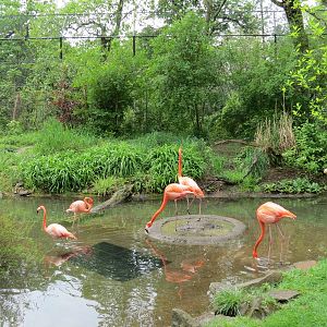 African Savanna - African Water Birds Exhibit