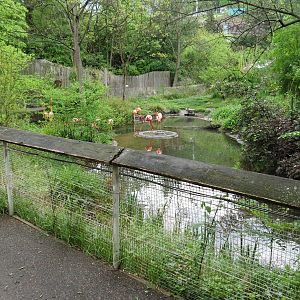 African Savanna - African Water Birds Exhibit Viewing Area
