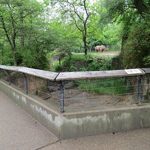 African Savanna - West African Dwarf Crocodile Exhibit Viewing Area