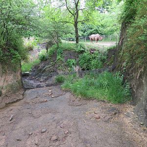 African Savanna - West African Dwarf Crocodile Exhibit (Empty)