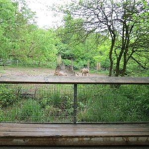African Savanna - Black Rhinoceros Exhibit Viewing Area