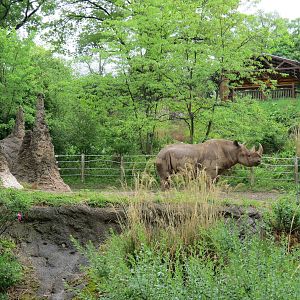 African Savanna - Black Rhinoceros Exhibit