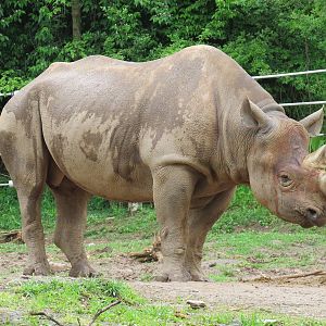 African Savanna - Black Rhinoceros