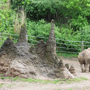 African Savanna - Black Rhinoceros Exhibit