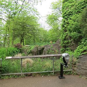 African Savanna - African Lion Exhibit Viewing Area