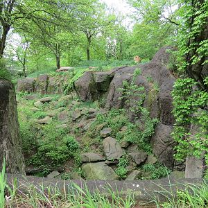 African Savanna - African Lion Exhibit