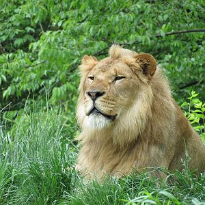 African Savanna - African Lion