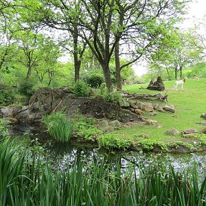 African Savanna -  Ostrich, Dama Gazelle, and Springbok Exhibit