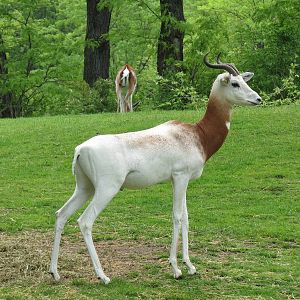 African Savanna - Dama Gazelle