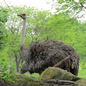 African Savanna - Ostrich