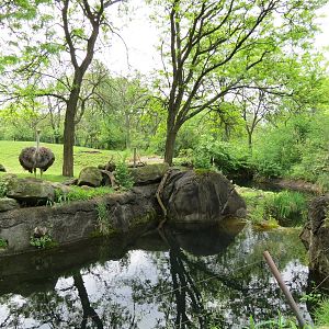 African Savanna -  Ostrich, Dama Gazelle, and Springbok Exhibit