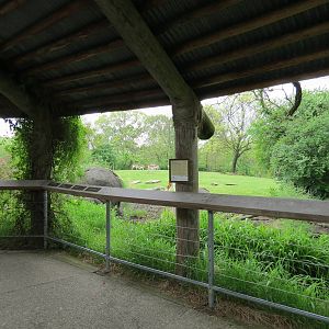African Savanna -  Ostrich, Dama Gazelle, and Springbok Exhibit Viewing Are