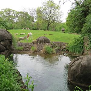 African Savanna -  Ostrich, Dama Gazelle, and Springbok Exhibit