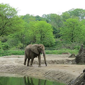 African Savanna - Saba Elephant Reserve
