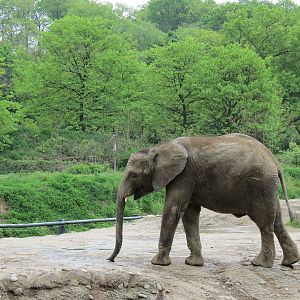 African Savanna - Saba Elephant Reserve
