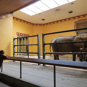 African Savanna - Elephant Care Center Interior