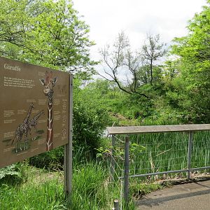 African Savanna - Masai Giraffe Exhibit Sign
