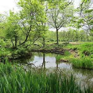 African Savanna - Masai Giraffe Exhibit