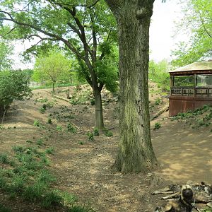 African Savanna - Painted Dog Bush Camp Exhibit