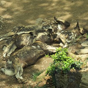 African Savanna - Painted Dogs