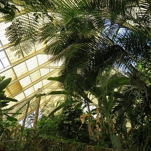 Tropical Forest - Interior